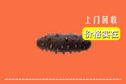 收购资讯:丁青县回收海参